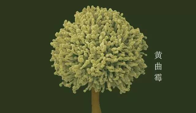 黑龙江9人聚餐致7死的‘幕后黑手’——黄曲霉菌，你get多少